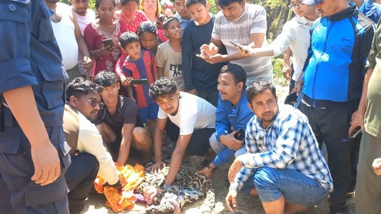 दाङमा चितुवा छोप्न खोज्दा २ जना घाइते