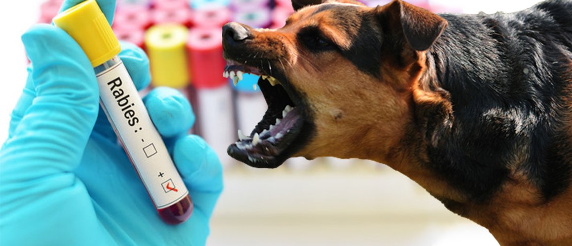 गढवामा कुकुर बन्ध्याकरण तथा एन्टी–रेबिज खोप अभियान सुरु हुँदै