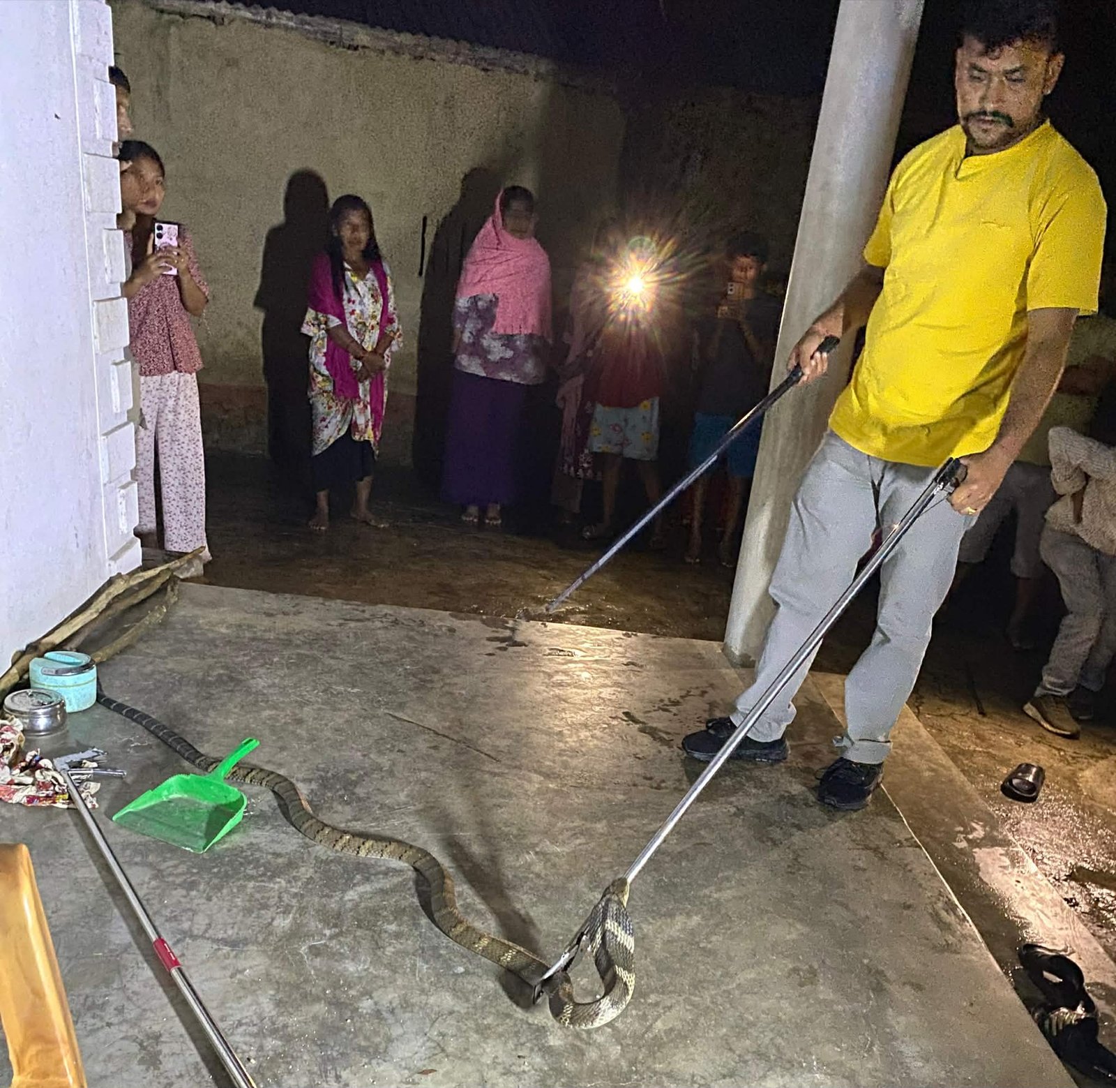 दाङमा भेटियो विश्वकै सबैभन्दा ठूलो विषालु प्रजातिको सर्प